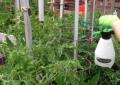 Аптечни препарати за растителна защита: йод, брилянтно зелено, калиев перманганат и други помощници Аспирин за краставици в градината